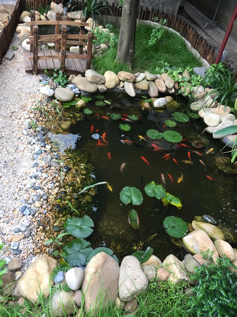 魚池植物|鱼池上面适合种什么植物 鱼池适合养的植物推荐